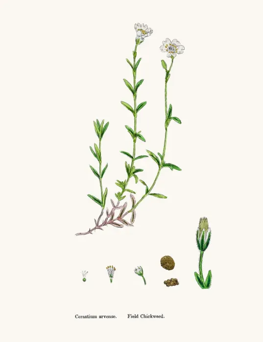 Framed Print : Chickweed plant Framed Print : Chickweed plant