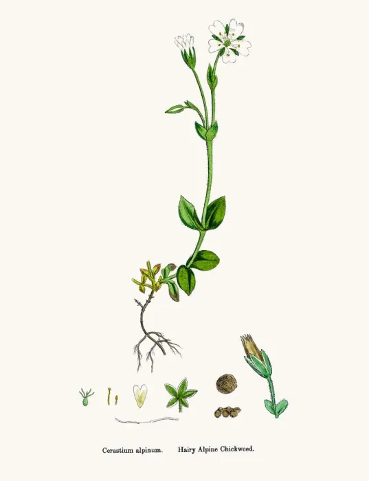 Framed Print : Chickweed plant Framed Print : Chickweed plant