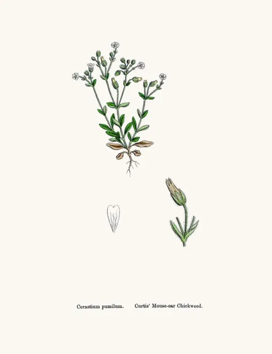 Framed Print : Chickweed plant Framed Print : Chickweed plant