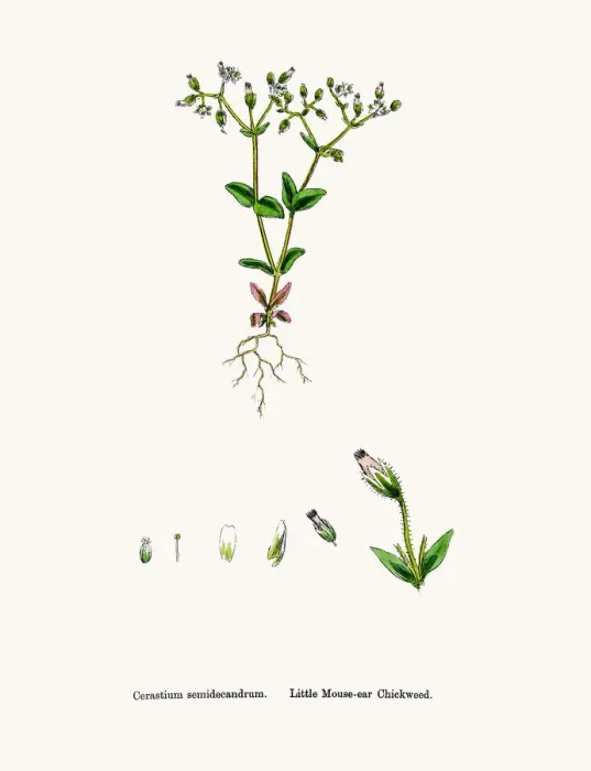 Framed Print : Chickweed plant Framed Print : Chickweed plant
