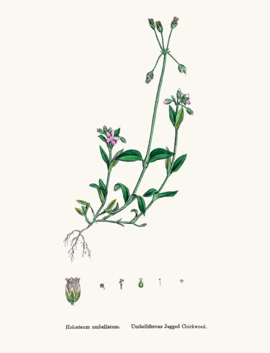 Framed Print : Chickweed plant Framed Print : Chickweed plant