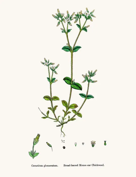 Framed Print : Chickweed plant Framed Print : Chickweed plant