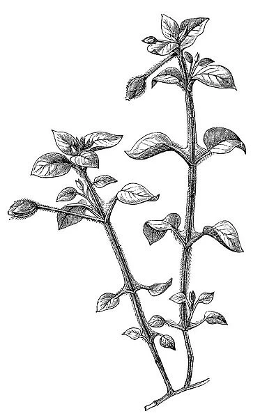 Chickweed (Stellaria mediachi)