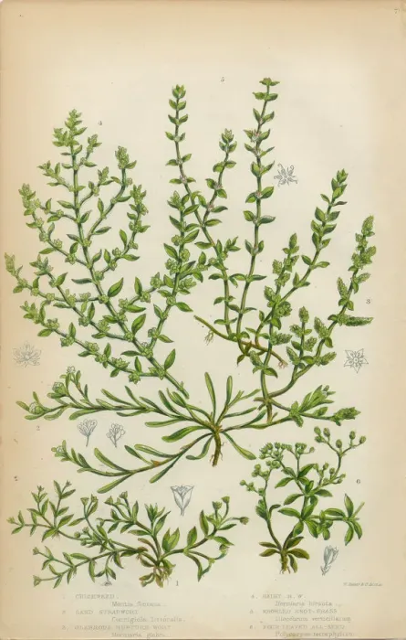 Framed Print : Chickweed, Strapwort and Knotgrass, Victorian Botanical Illustration Framed Print : Chickweed, Strapwort and Knotgrass, Victorian Botanical Illustration