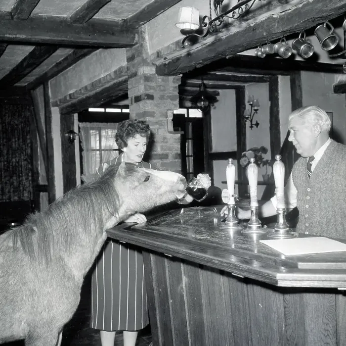 Framed Print : Chico the Pony Drinking Beer at Pub Framed Print : Chico the Pony Drinking Beer at Pub