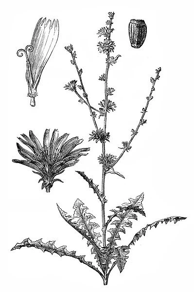 Chicory (Cichorium Intybus)