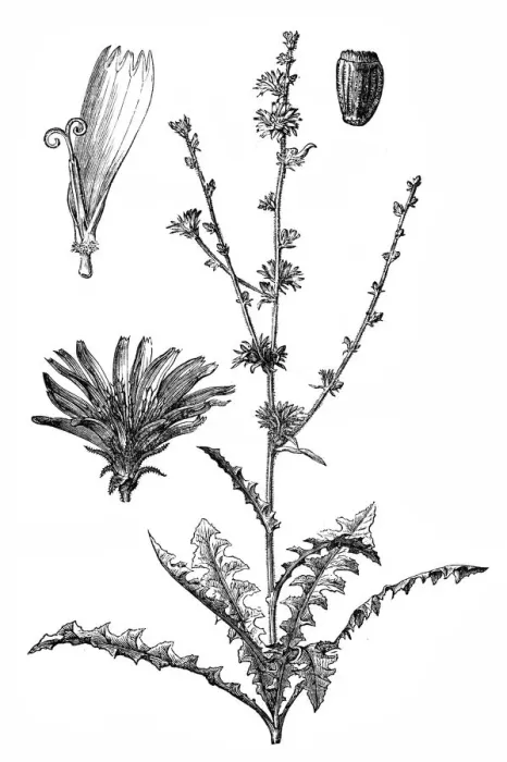 Framed Print : Chicory (Cichorium Intybus) Framed Print : Chicory (Cichorium Intybus)