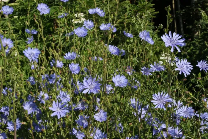 Framed Print : Chicory -Cichorium intybus-, Allgaeu, Bavaria, Germany, Europe Framed Print : Chicory -Cichorium intybus-, Allgaeu, Bavaria, Germany, Europe
