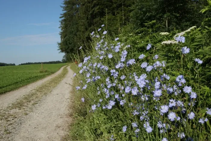Framed Print : Chicory -Cichorium intybus- on a dirt road, Allgaeu, Bavaria, Germany, Europe Framed Print : Chicory -Cichorium intybus- on a dirt road, Allgaeu, Bavaria, Germany, Europe