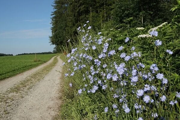 Chicory -Cichorium intybus- on a dirt road, Allgaeu, Bavaria, Germany, Europe