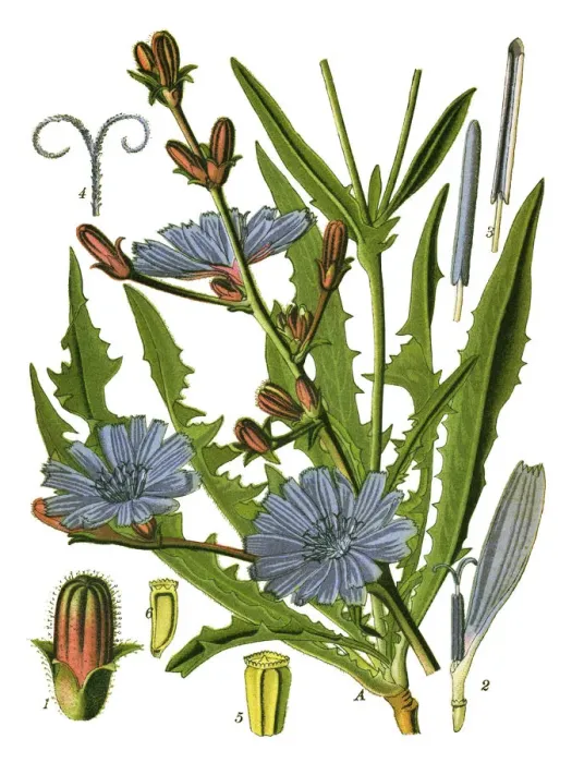 Framed Print : chicory, succory Framed Print : chicory, succory