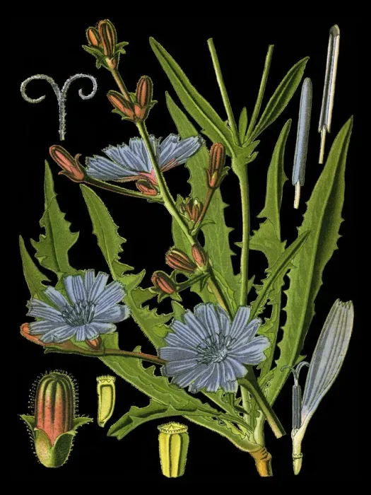 Framed Print : chicory, succory Framed Print : chicory, succory