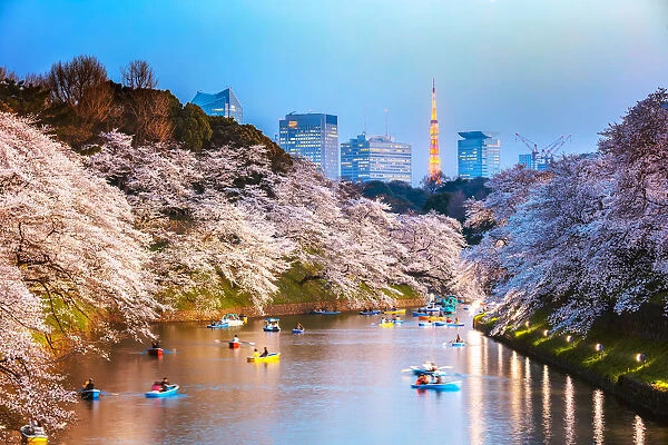 Chidorgafuchi moat at night with cherry blossom, Tokyo