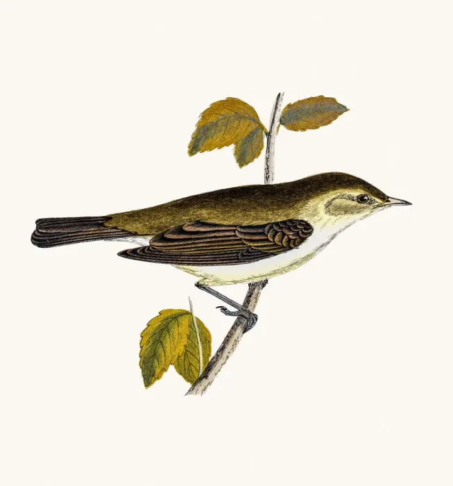 Framed Print : Chiff Chaff Willow Warbler Framed Print : Chiff Chaff Willow Warbler