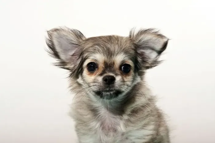 Framed Print : Chihuahua puppy Framed Print : Chihuahua puppy
