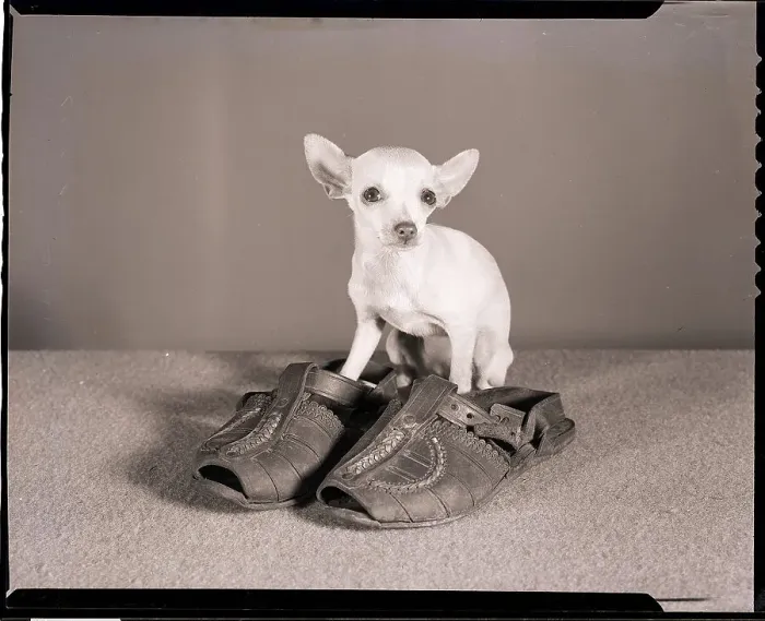 Framed Print : Chihuahua Standing in Sandals Framed Print : Chihuahua Standing in Sandals