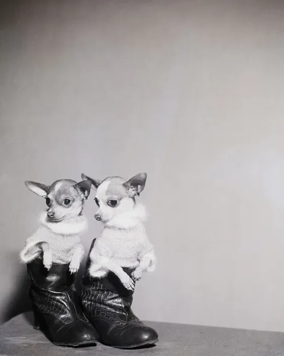 Framed Print : Chihuahuas In Shirts, Boots Framed Print : Chihuahuas In Shirts, Boots