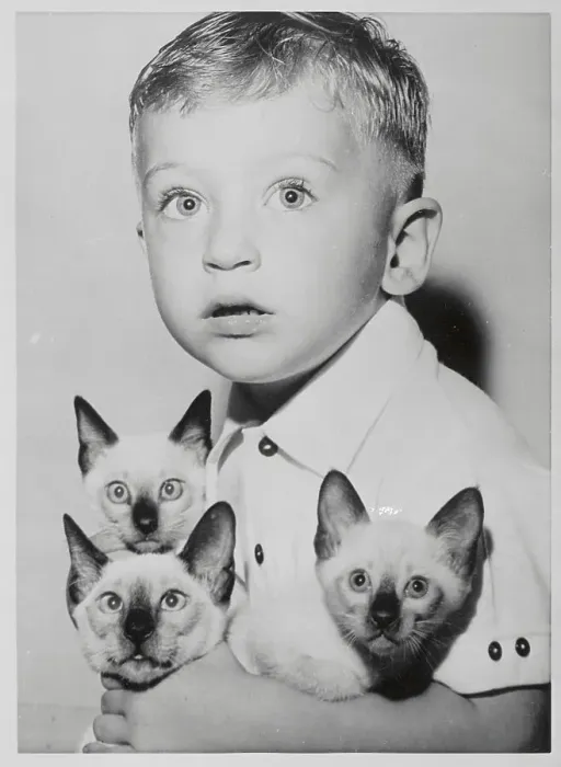 Framed Print : A Child With Three Cats Framed Print : A Child With Three Cats