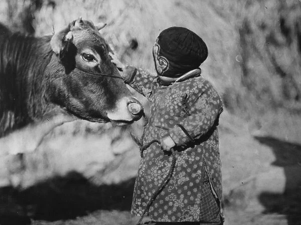 Child And Cow