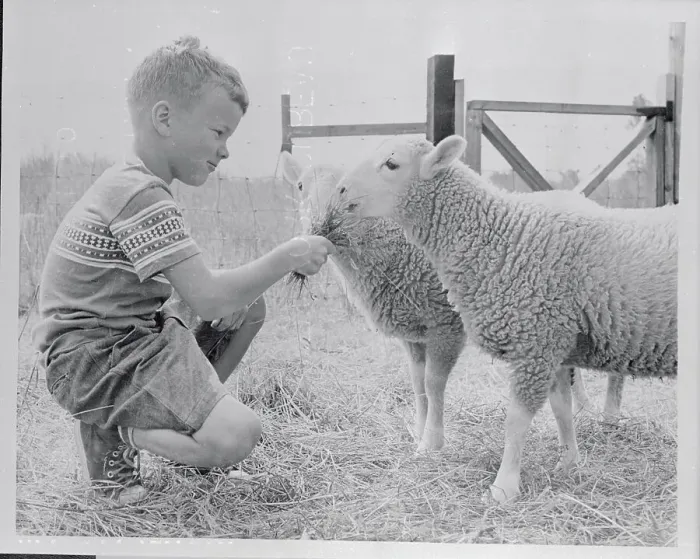Framed Print : Child Feeding Lambs Framed Print : Child Feeding Lambs