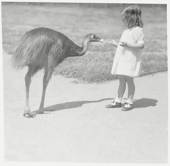Framed Print : Child Feeding Large Bird Framed Print : Child Feeding Large Bird