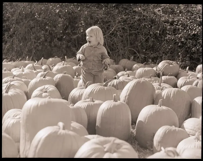Framed Print : Child In A Pumpkin Farm Framed Print : Child In A Pumpkin Farm