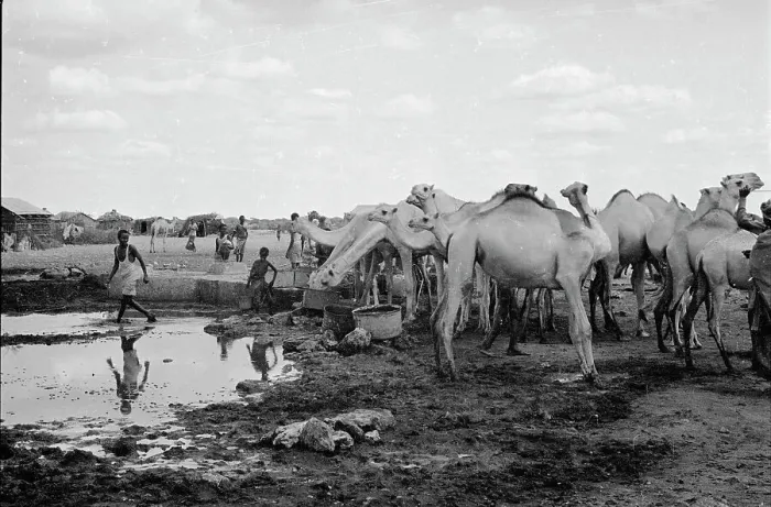 Framed Print : Children and Camels at Water Well Framed Print : Children and Camels at Water Well