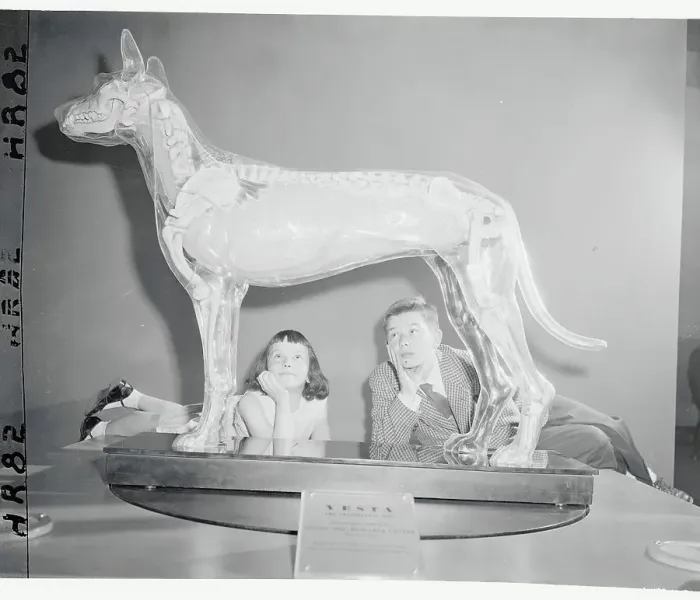 Framed Print : Children Inspecting a Transparent Dog Model Framed Print : Children Inspecting a Transparent Dog Model