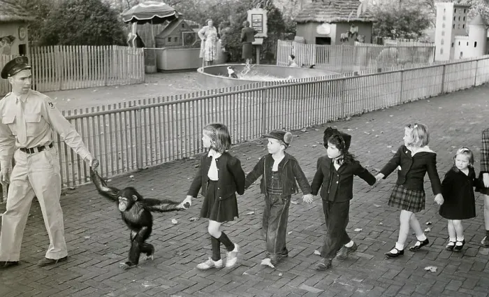 Framed Print : Children Being Led By Zookeeper, Chimp Framed Print : Children Being Led By Zookeeper, Chimp