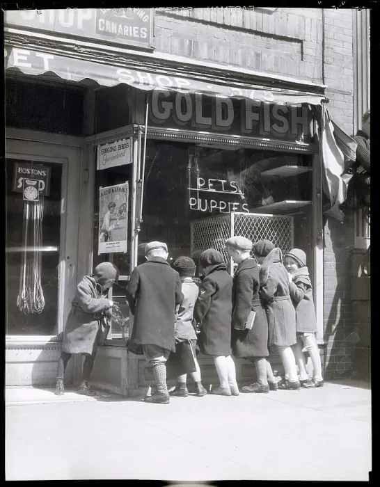 Framed Print : Children Looking into a Pet Shop Window Framed Print : Children Looking into a Pet Shop Window