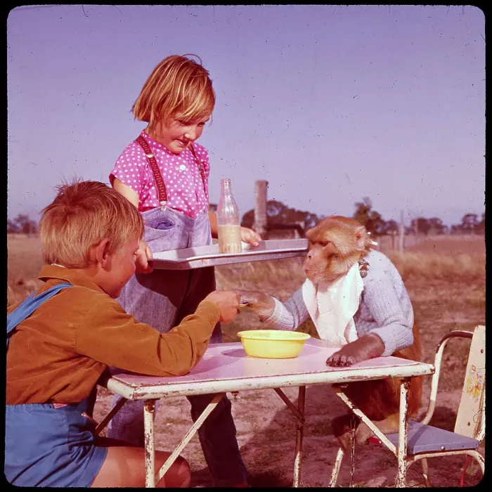 Framed Print : Children and Monkey Eating Lunch Framed Print : Children and Monkey Eating Lunch
