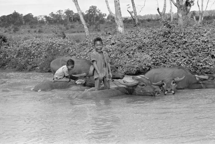 Framed Print : Children Riding Water Buffalo