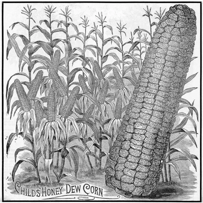 Framed Print : Childs Honey Dew Corn Advertisement Framed Print : Childs Honey Dew Corn Advertisement