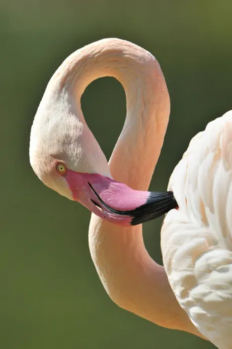 Framed Print : Chilean Flamingo -Phoenicopterus chilensis-, portrait Framed Print : Chilean Flamingo -Phoenicopterus chilensis-, portrait