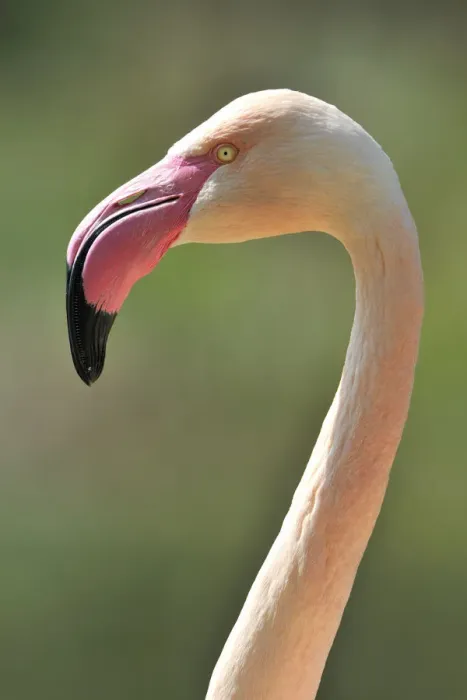 Framed Print : Chilean Flamingo -Phoenicopterus chilensis-, portrait Framed Print : Chilean Flamingo -Phoenicopterus chilensis-, portrait