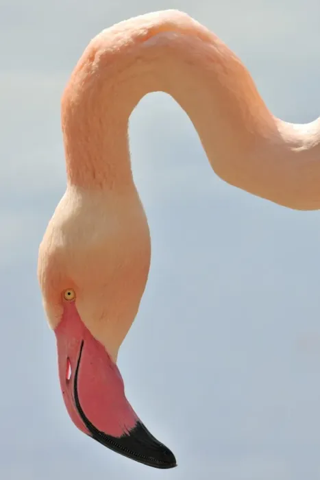 Framed Print : Chilean Flamingo -Phoenicopterus chilensis-, portrait Framed Print : Chilean Flamingo -Phoenicopterus chilensis-, portrait
