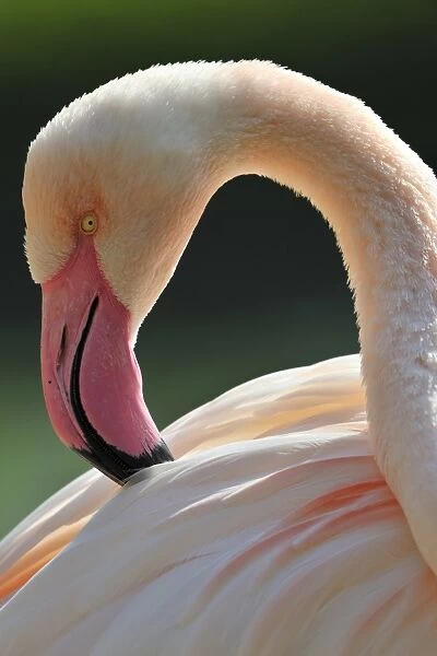 Chilean Flamingo -Phoenicopterus chilensis-, preening