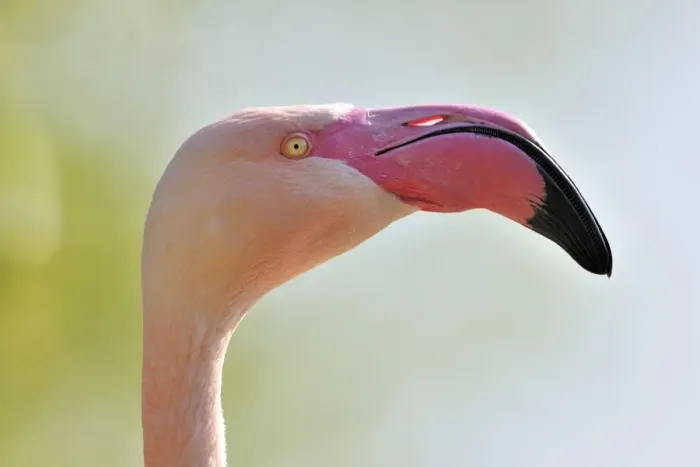 Framed Print : Chilean Flamingo -Phoenicopterus chilensis-, portrait Framed Print : Chilean Flamingo -Phoenicopterus chilensis-, portrait