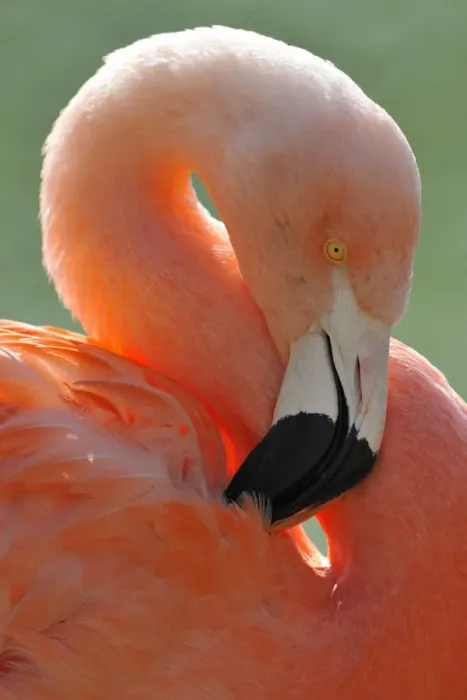 Framed Print : Chilean Flamingo -Phoenicopterus chilensis-, preening Framed Print : Chilean Flamingo -Phoenicopterus chilensis-, preening