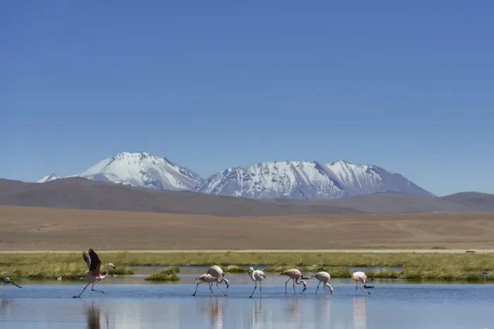Framed Print : Chilean Flamingos -Phoenicopterus chilensis- at a lake in the highlands, San Pedro de Atacama, Antofagasta Region, Chile
