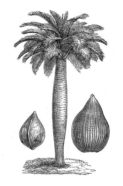 Chilean wine palm or Chile cocopalm (jubaea spectabilis)