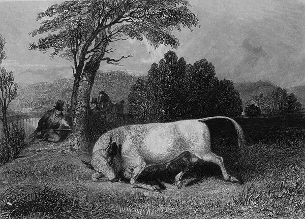 Chillingham Bull