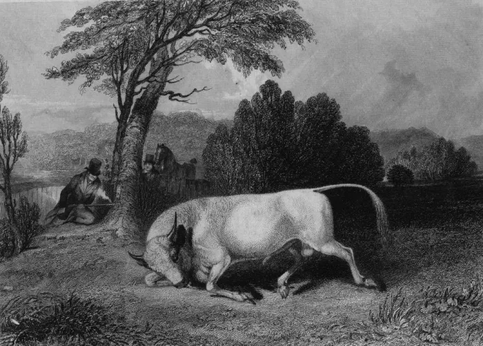 Framed Print : Chillingham Bull Framed Print : Chillingham Bull