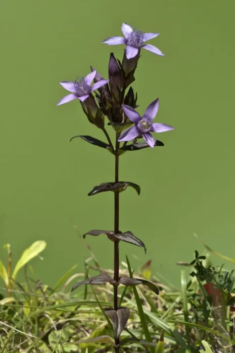 Framed Print : Chiltern Gentian -Gentianella germanica-, Degenfeld, Schwabische Alb, Baden-Wurttemberg, Germany
