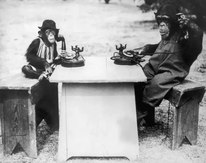 Framed Print : Chimp Chat Framed Print : Chimp Chat