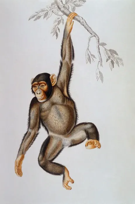 Framed Print : Chimpanzee Framed Print : Chimpanzee