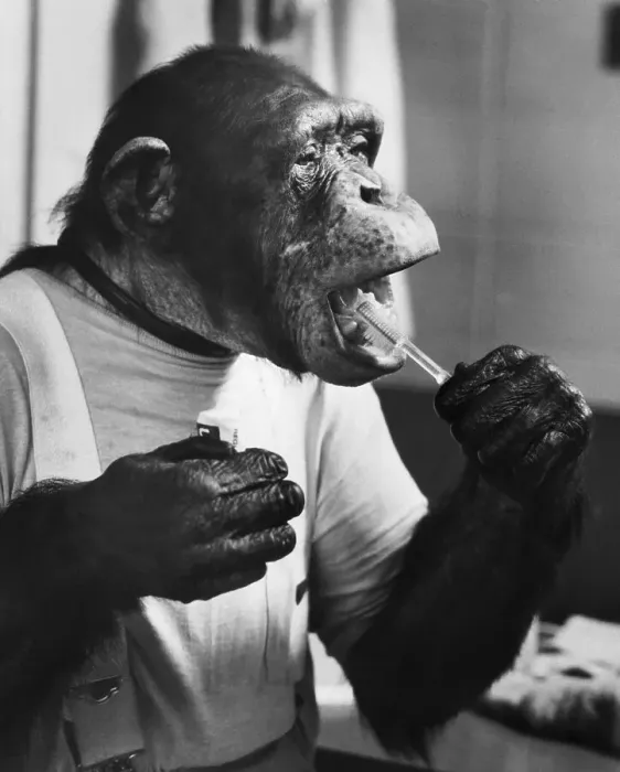 Framed Print : Chimpanzee Brushing His Teeth Framed Print : Chimpanzee Brushing His Teeth