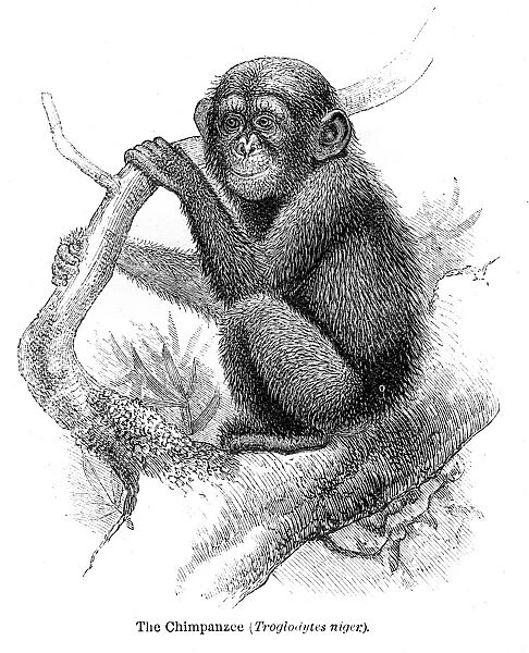 Chimpanzee engraving 1878