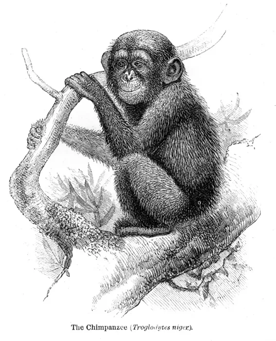 Framed Print : Chimpanzee engraving 1878