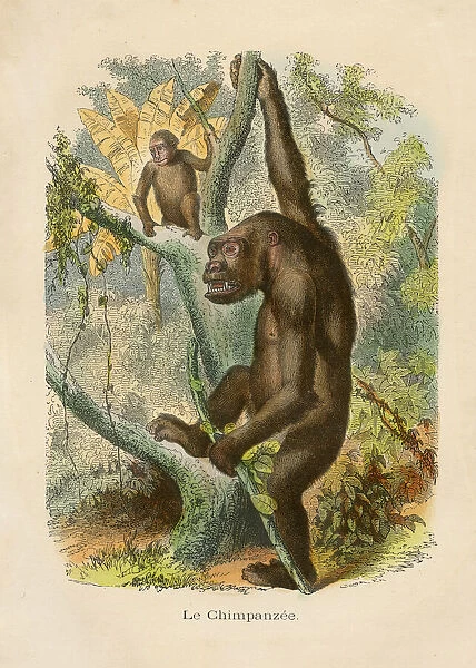 Chimpanzee engraving chromolitography 1880